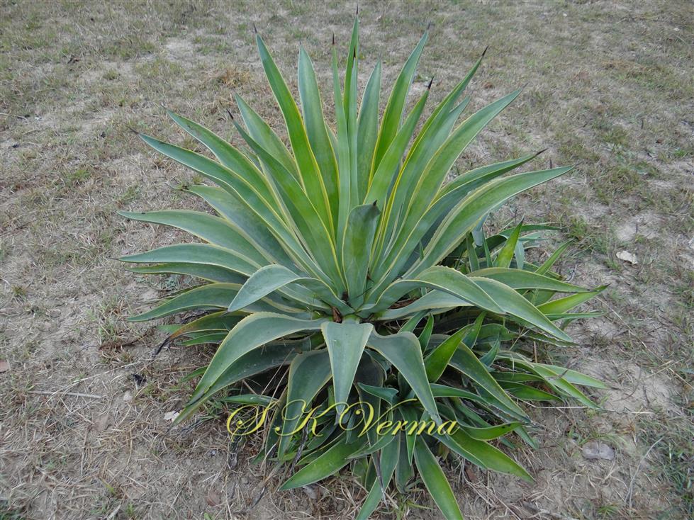  Plant